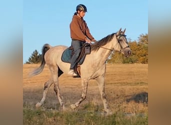 Asil Arabier, Ruin, 10 Jaar, 154 cm, Schimmel