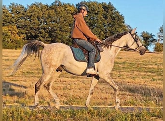 Asil Arabier, Ruin, 10 Jaar, 154 cm, Schimmel
