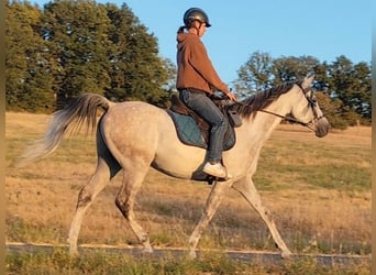 Asil Arabier, Ruin, 10 Jaar, 154 cm, Schimmel