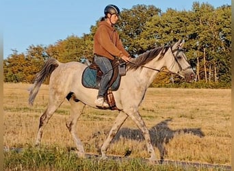 Asil Arabier, Ruin, 10 Jaar, 154 cm, Schimmel