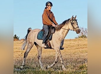 Asil Arabier, Ruin, 10 Jaar, 154 cm, Schimmel