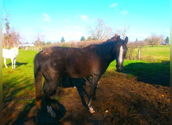 Asil Arabier, Ruin, 2 Jaar, 150 cm, Zwartbruin