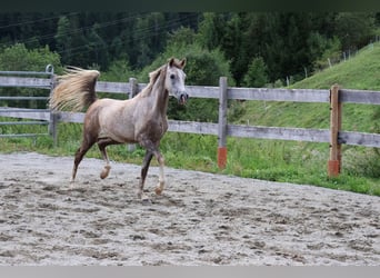 Asil Arabier, Ruin, 2 Jaar, 158 cm, Brown Falb schimmel