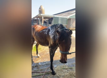 Asil Arabier, Ruin, 4 Jaar, 150 cm, Bruin