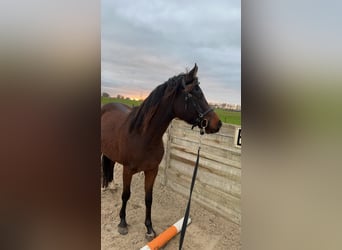 Asil Arabier, Ruin, 4 Jaar, 150 cm, Bruin