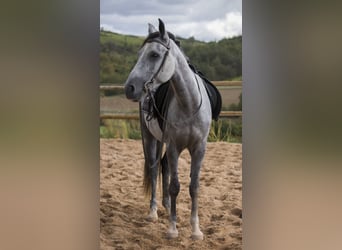 Asil Arabier, Ruin, 6 Jaar, 146 cm, Blauwschimmel