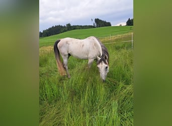 Asil Arabier, Ruin, 9 Jaar, 149 cm, Zwartschimmel