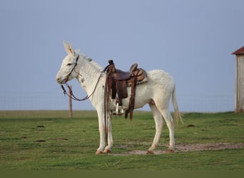 Asini, Castrone, 5 Anni, 122 cm, Bianco