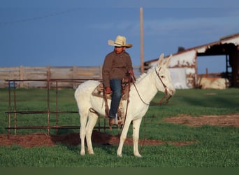 Asini, Castrone, 5 Anni, 122 cm, Bianco