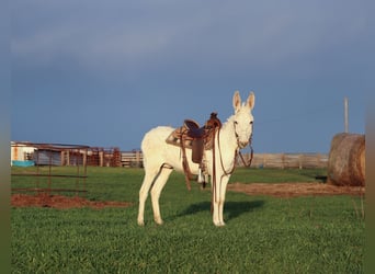 Asini, Castrone, 5 Anni, 122 cm, Bianco