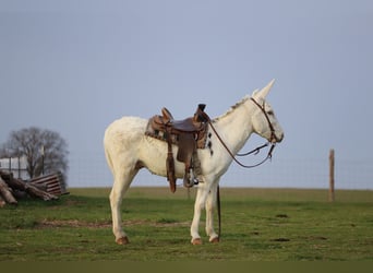 Asini, Castrone, 5 Anni, 122 cm, Bianco