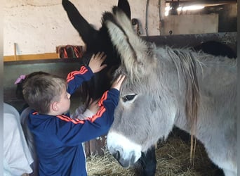 Asini, Giumenta, 10 Anni