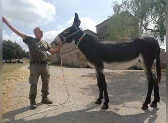 Asini, Giumenta, 11 Anni, 145 cm, Morello