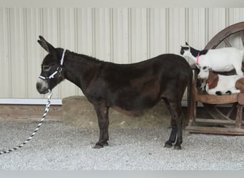 Asini, Giumenta, 11 Anni, 81 cm, Baio