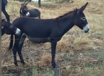 Asini, Giumenta, 14 Anni, 146 cm, Baio scuro