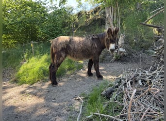 Asini, Giumenta, 15 Anni, 149 cm, Baio scuro