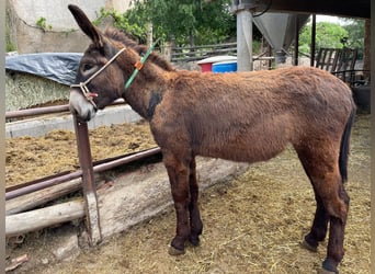 Asini, Giumenta, 1 Anno, 140 cm, Morello