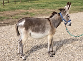 Asini, Giumenta, 1 Anno, 81 cm, Grigio