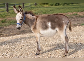 Asini, Giumenta, 1 Anno, 81 cm, Grigio