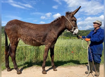 Asini, Giumenta, 2 Anni, 155 cm, Morello