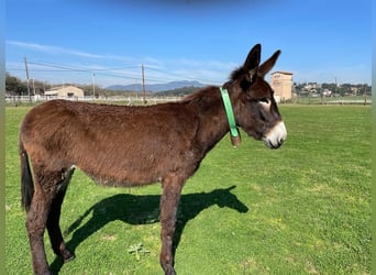 Asini, Giumenta, 2 Anni, Morello