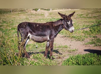 Asini, Giumenta, 4 Anni, 135 cm, Baio scuro