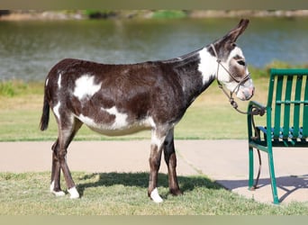 Asini, Giumenta, 4 Anni, 86 cm, Pezzato