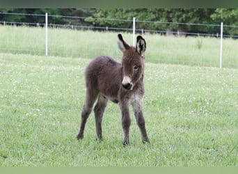Asini, Giumenta, 4 Anni, 89 cm, Grigio