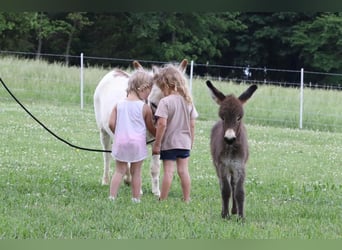 Asini, Giumenta, 4 Anni, 89 cm, Grigio