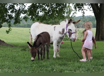 Asini, Giumenta, 4 Anni, 89 cm, Grigio