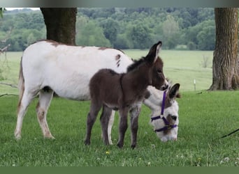 Asini, Giumenta, 4 Anni, 89 cm, Grigio