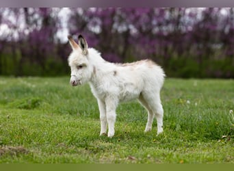 Asini, Giumenta, 4 Anni, 91 cm, Pezzato