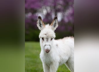 Asini, Giumenta, 4 Anni, 91 cm, Pezzato