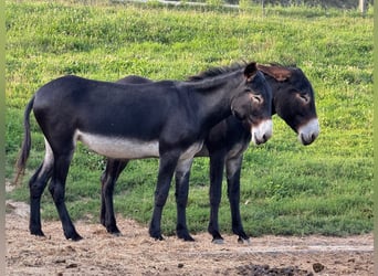 Asini, Giumenta, 5 Anni, 147 cm, Baio scuro