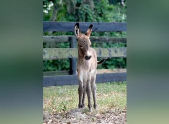 Asini, Giumenta, 5 Anni, 94 cm, Pezzato