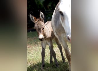 Asini, Giumenta, 5 Anni, 94 cm, Pezzato