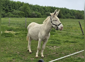 Asini, Giumenta, 7 Anni, 130 cm, Cremello