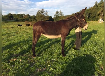 Asini, Giumenta, 7 Anni, 155 cm, Baio scuro