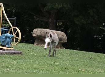 Asini, Giumenta, Puledri
 (04/2024), Grigio