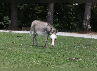 Asini, Giumenta, Puledri
 (04/2024), Grigio