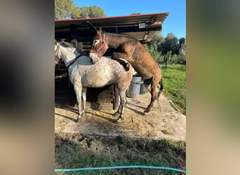 Asini, Stallone, 10 Anni, 157 cm, Morello