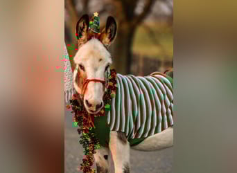 Asini, Stallone, 10 Anni, 81 cm, Grigio