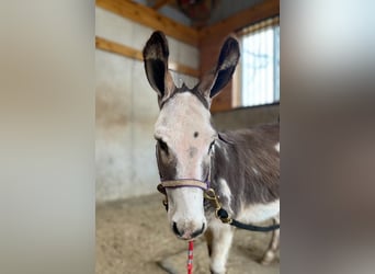 Asini, Stallone, 10 Anni, 81 cm, Grigio