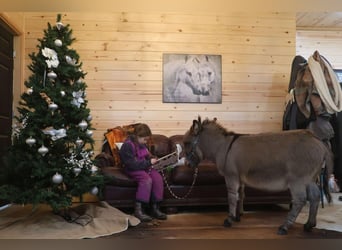 Asini, Stallone, 2 Anni, 64 cm, Grigio