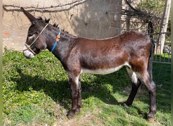 Asini, Stallone, 4 Anni, 151 cm, Morello