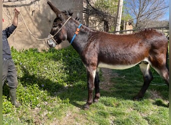 Asini, Stallone, 4 Anni, 151 cm, Morello