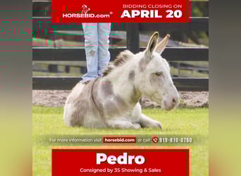 Asini, Stallone, 5 Anni, 99 cm, Pezzato