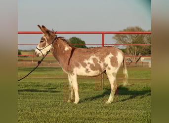 Asini, Stallone, 7 Anni, 122 cm