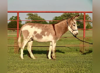 Asini, Stallone, 7 Anni, 122 cm