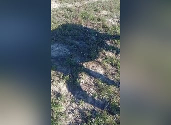 Asini, Stallone, 7 Anni, 151 cm